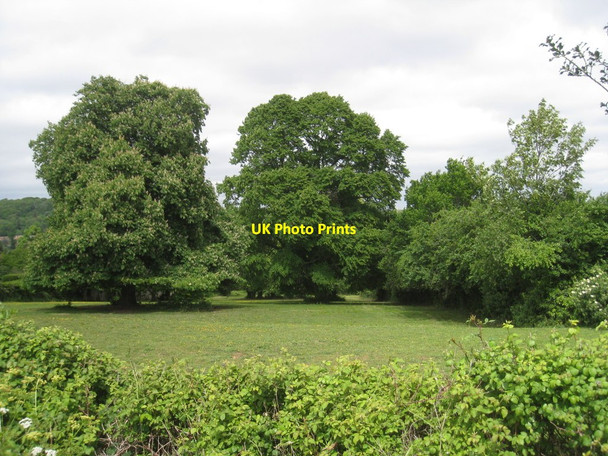 Photo 6"x4" Field with trees South Town\/SX9683 c2011