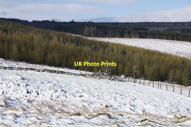 Photo 6"x4" Forestry above Bridge of Cally Bridge of Cally c2012