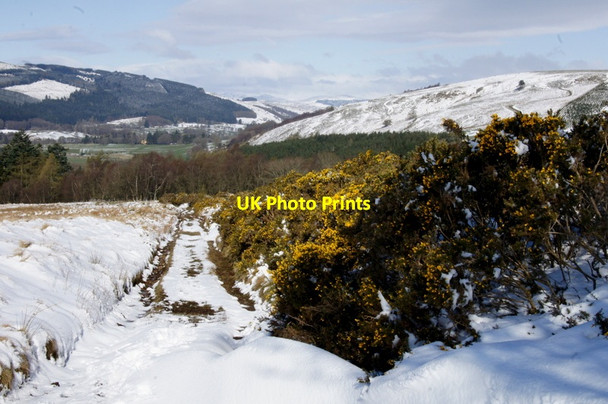 Photo 6"x4" Gorse beside the Cateran Trail above Bridge of Cally Bridge of Cally c2012