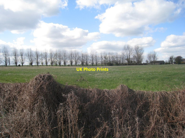 Photo 6"x4" Pollarded trees Roxby\/SE9216 c2012