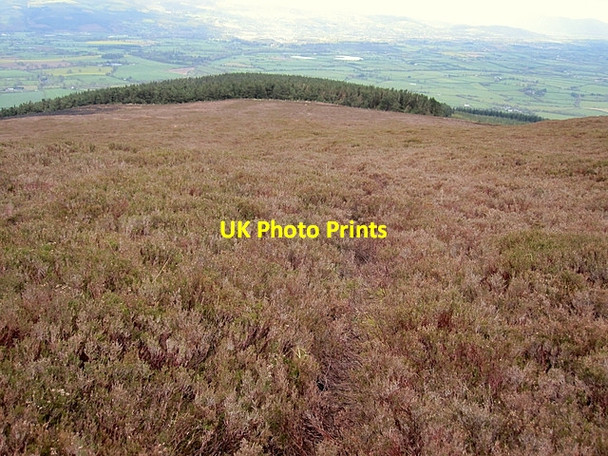Photo 6"x4" Heather covered slope Ballypatrick c2012