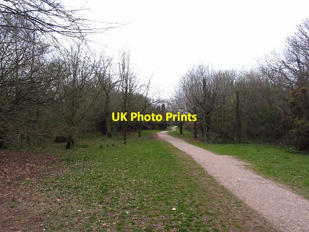 Photo 6"x4" Path up Cothelstone Hill Toulton c2012