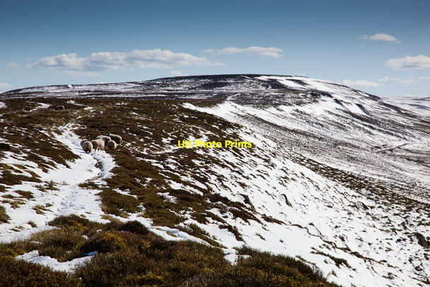 Photo 6"x4" Sheep on Castleton Rigg Castleton\/NZ6808 c2012