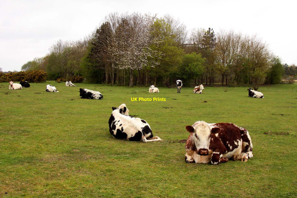 Photo 6"x4" Cattle on Greenham Heath Goldfinch Bottom c2012