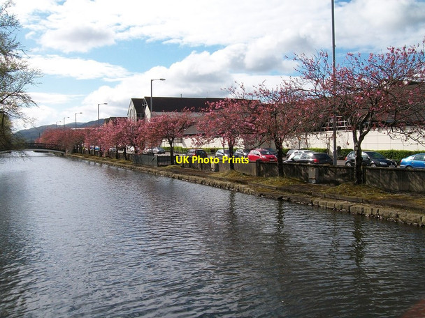 Photo 6"x4" Cherry blossom along the banks of the Newry Canal Newry c2012