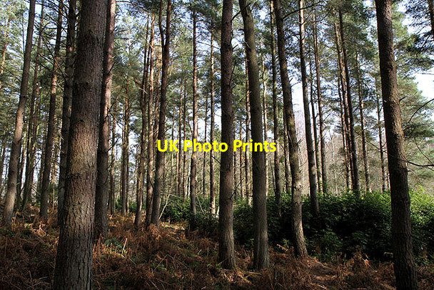 Photo 6"x4" Pine woodland at the Moor Ancrum c2012
