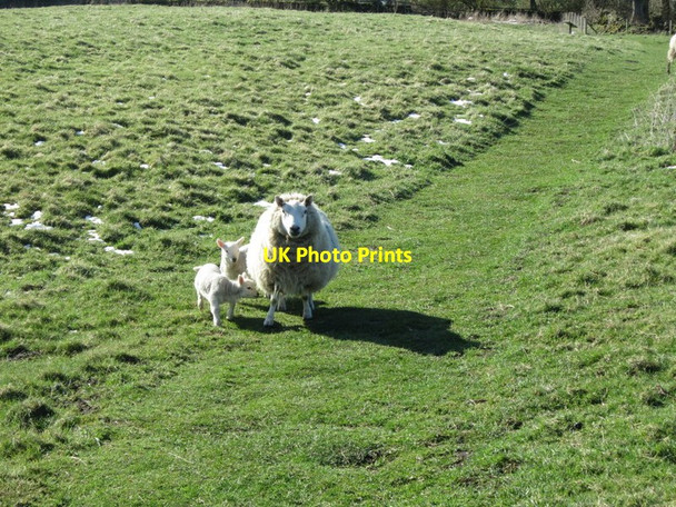 Photo 6"x4" Sheep at Vindobala Fort Houghton\/NZ1266 c2012