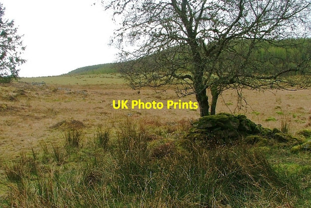 Photo 6"x4" Old Field Boundary Dalguise c2012