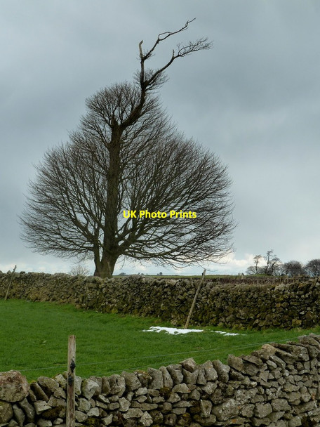 Photo 6"x4" Field corner and tree, Griffe Grange Carsington c2012