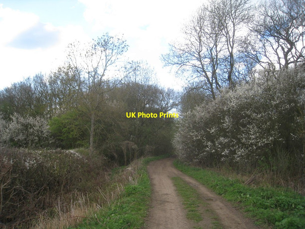 Photo 6"x4" Entering Shipman's Plantation Sedgebrook c2012