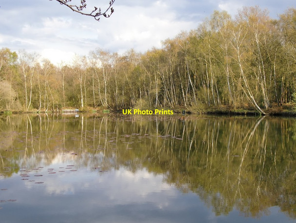 Photo 6"x4" Silver birches by the fishpond, Chobham Common Stanners Hill c2012