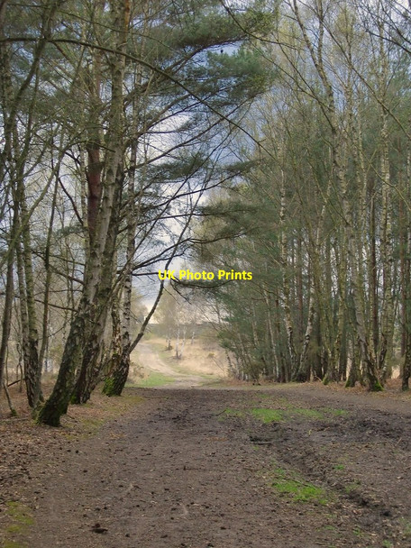 Photo 6"x4" Track emerging from woodland, Butts Hill, Chobham Common Burrowhill c2012