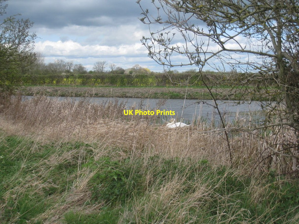 Photo 6"x4" Nesting swan Redmile c2012