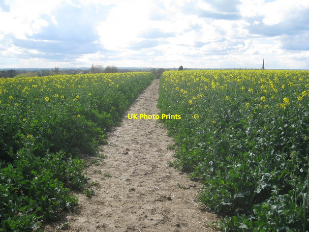 Photo 6"x4" Footpath through a field of oilseed rape Easthorpe\/SK8138 c2012