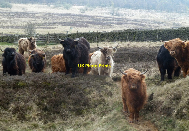 Photo 6"x4" Cattle on open moorland Curbar c2012
