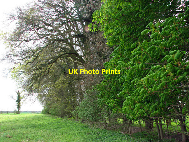Photo 6"x4" View along the eastern edge of LongParadise Plantation Stoke Ash c2012