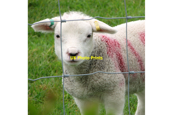 Photo 6"x4" A young Texel lamb Stoke Ash c2012