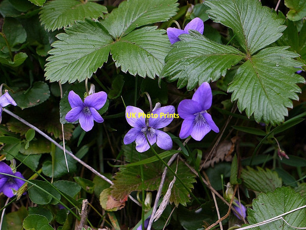 Photo 6"x4" Violets by Hawsen Burn Blackseat Hill c2012