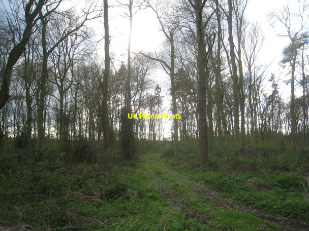 Photo 6"x4" Track in Shipman's Plantation Muston\/SK8237 c2012