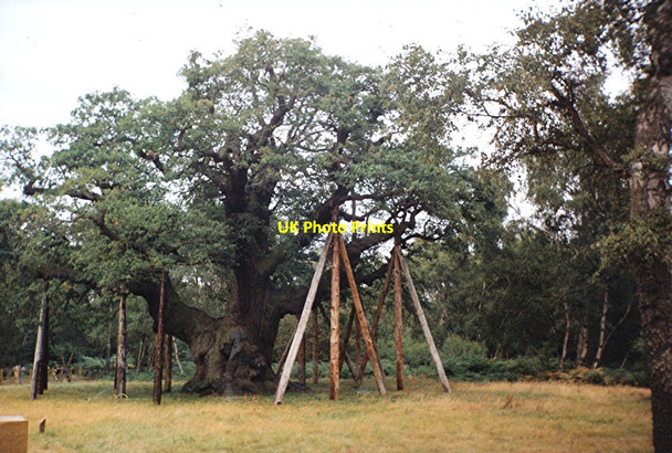 Photo 6"x4" The Major Oak (1988) Edwinstowe c1988