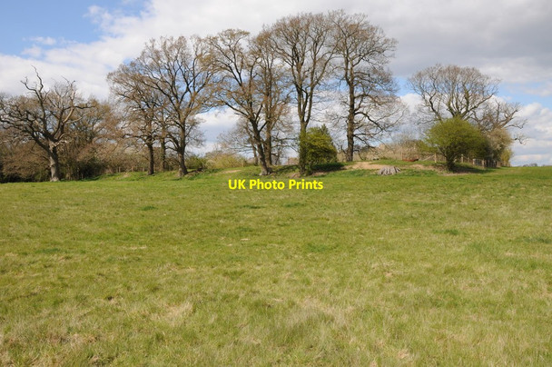 Photo 6"x4" Trees near Wanswell Court Farm Berkeley Heath c2012
