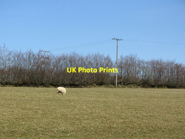 Photo 6"x4" Field between roads Codsend c2012