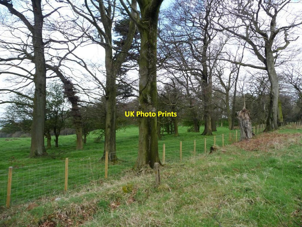 Photo 6"x4" Trees alongside Tower Road Annfield Plain c2012