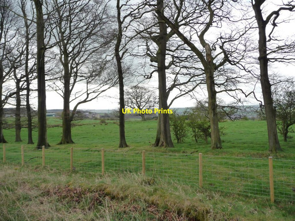 Photo 6"x4" Trees along Tower Road Annfield Plain c2012
