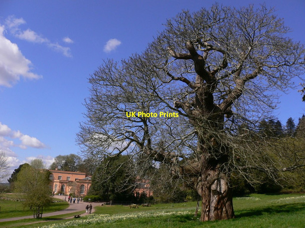 Photo 6"x4" Ancient tree at Killerton House Beare\/SS9800 c2012