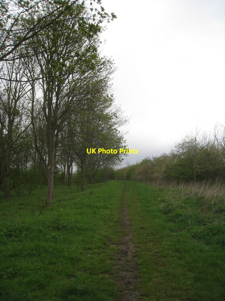 Photo 6"x4" Poplar walk Cotham\/SK7947 c2012