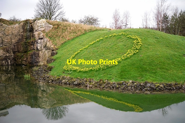 Photo 6"x4" Circle of daffodils, the Rheged Centre Penrith c2012