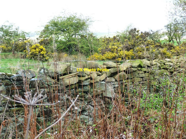 Photo 6"x4" Flowering gorse Annfield Plain c2012