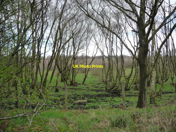Photo 6"x4" Silver birches on the north side of Tower Road Annfield Plain c2012