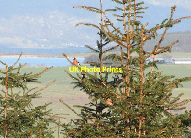 Photo 6"x4" Bullfinches, Carron Valley Forest High Banton c2012