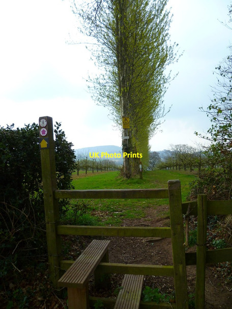 Photo 6"x4" Orange Way in Devon and Torbay (345) Harpford c2012
