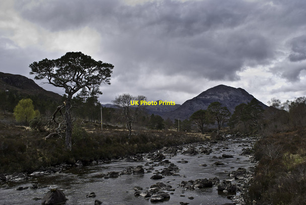 Photo 6"x4" Pines in Torridon Coulin Lodge c2012