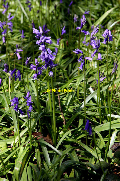 Photo 6"x4" Bluebells at Boarstall Decoy Boarstall c2012