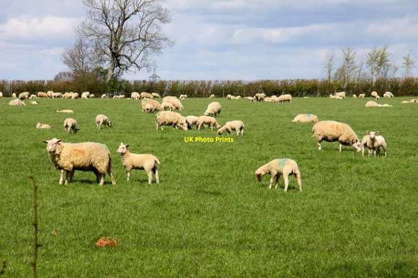 Photo 6"x4" Sheep in a field near Boarstall Boarstall c2012