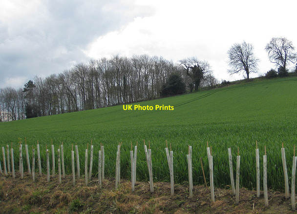 Photo 6"x4" New hedgerow Firby\/SE7466 c2012