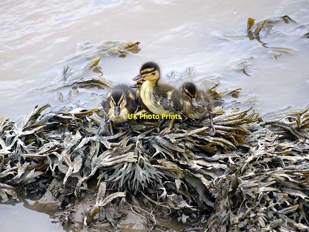 Photo 6"x4" Ducklings below the weir on River Coquet Amble c2012