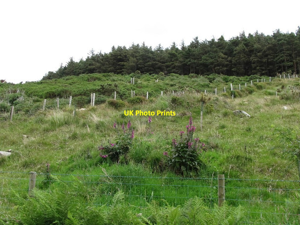 Photo 6"x4" Rough grazing on the margins of Moneyscalp Woods Kilcoo c2011