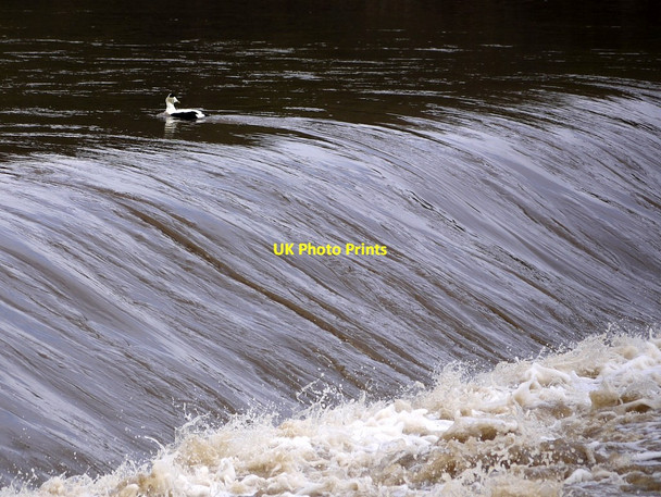 Photo 6"x4" Male Eider Duck paddling hard above the River Coquet weir Amble c2012