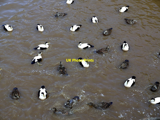 Photo 6"x4" Common Eider (Somateria mollissima), Amble Harbour Amble c2012