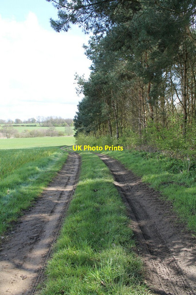 Photo 6"x4" Track at edge of Fairy Wood Harrington\/TF3671 c2012