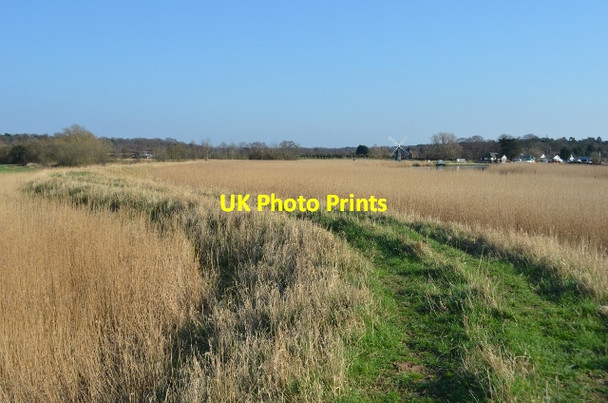 Photo 6"x4" Norfolk Reedbeds St Olaves c2012 P1