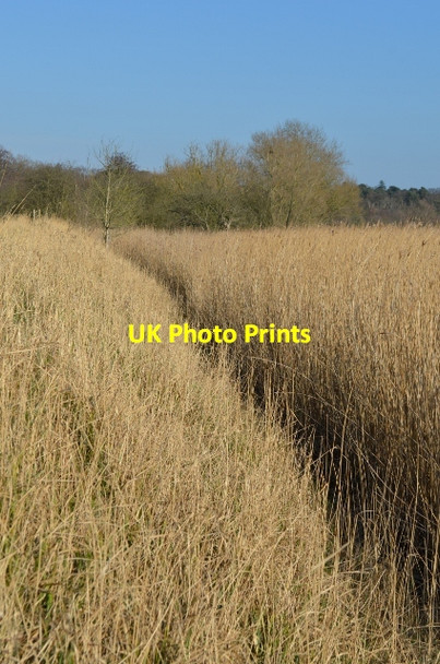 Photo 6"x4" Norfolk Reedbeds St Olaves c2012 P1