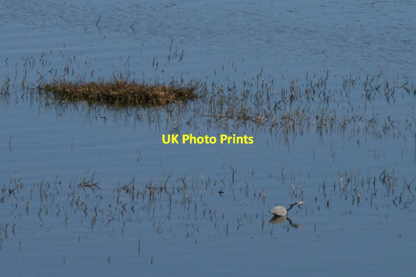 Photo 6"x4" Heron on Loch Fada Achtalean c2012