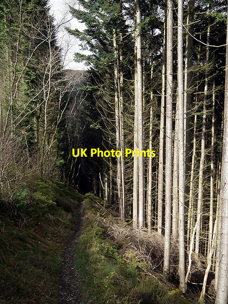 Photo 6"x4" In the forestry on the path to Devil's Bridge Devil's Bridge\/Pontarfynach c2012