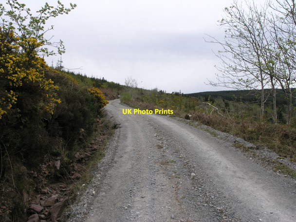 Photo 6"x4" Forest trackway Killavullen c2012