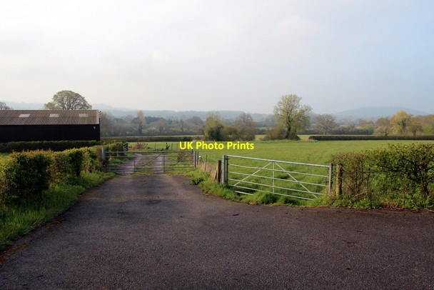 Photo 6"x4" Motcombe Meadows, Dorset Elm Hill\/ST8426 c2012